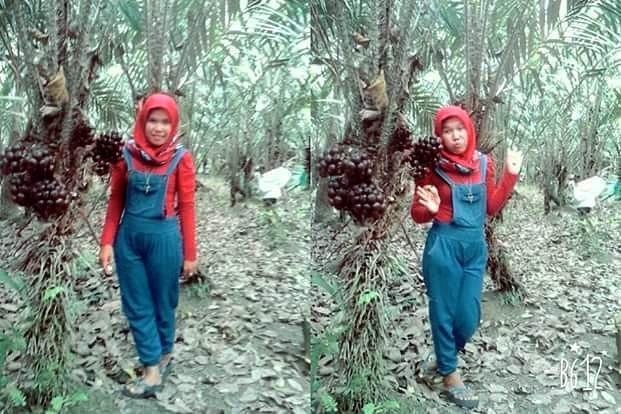 Kebun Salak Pondoh - Laburaku