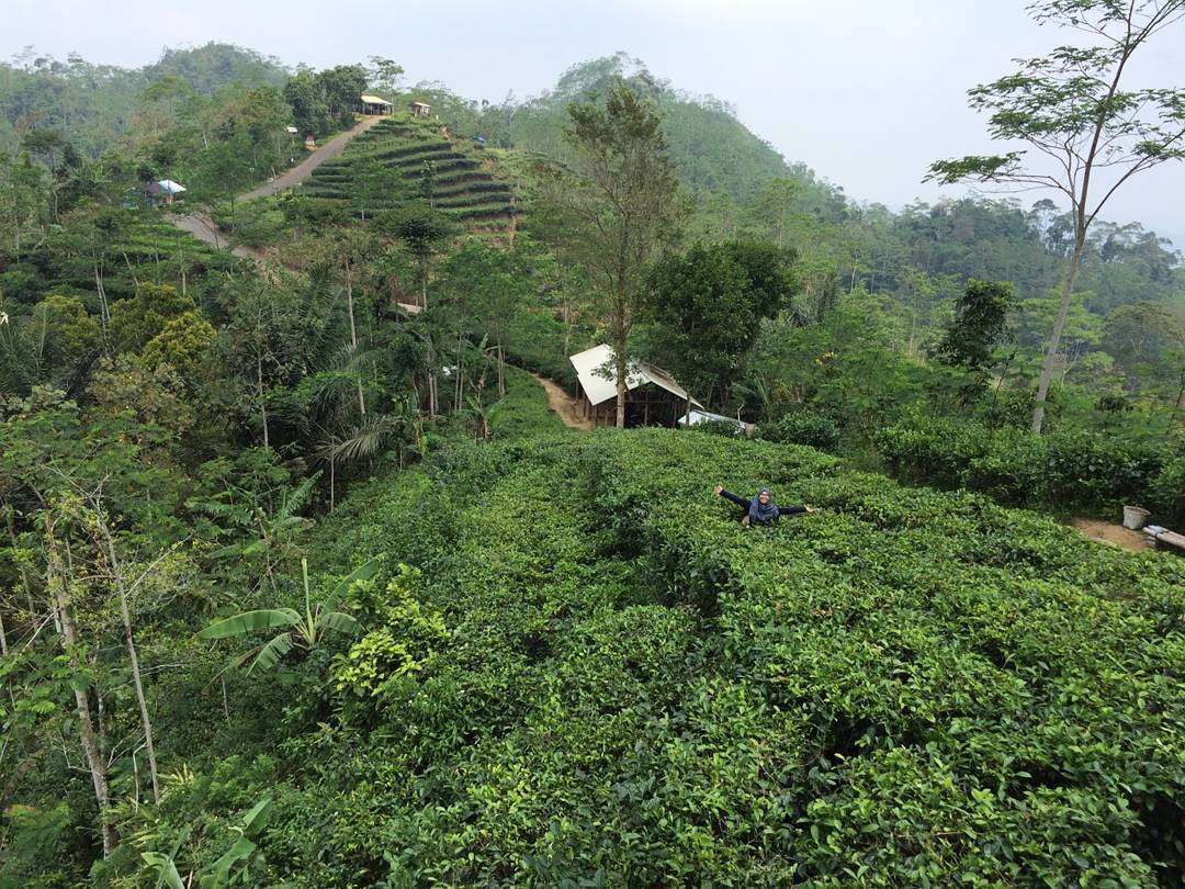 kebun teh kulon progo