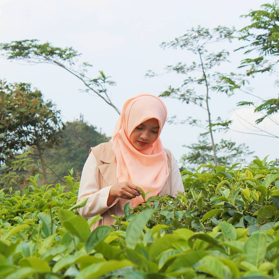 kebun teh nglinggo
