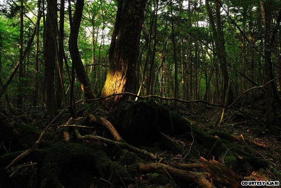 hutan-aokigahara-gunung-fuji-jepang