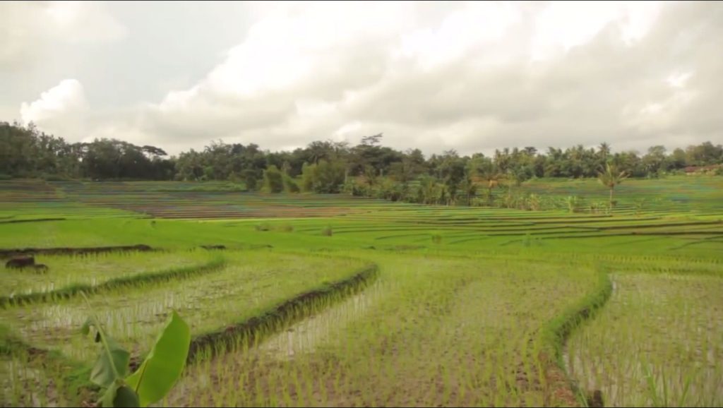 desa wisata pendoworejo