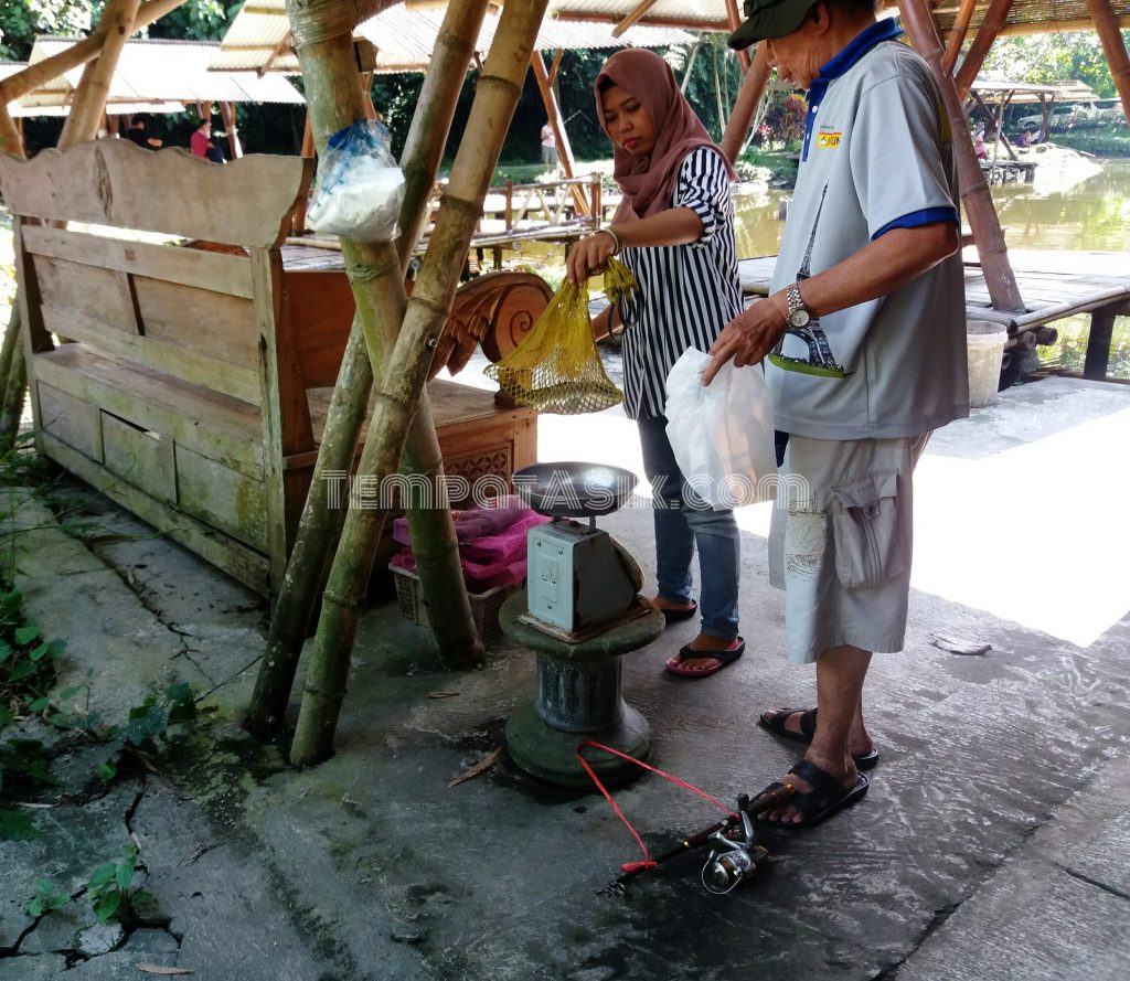 Menimbang ikan setelah dipancing