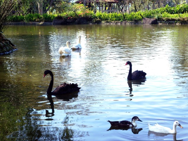 danau angsa