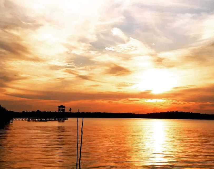mangrove derawan