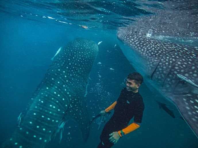 paus pulau derawan