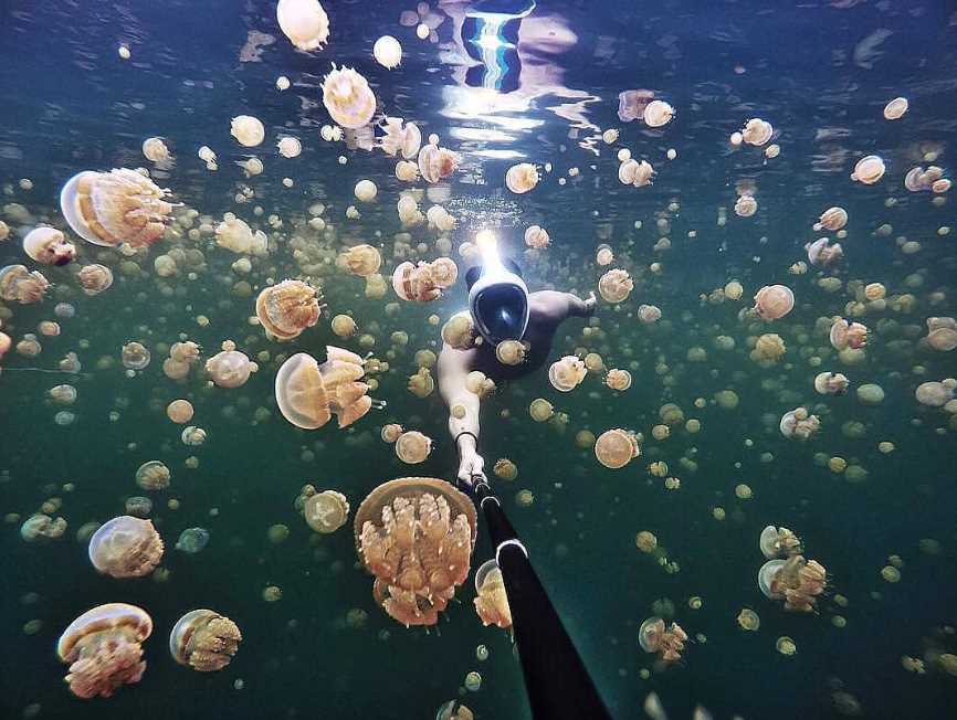 ubur-ubur di pulau kakaban