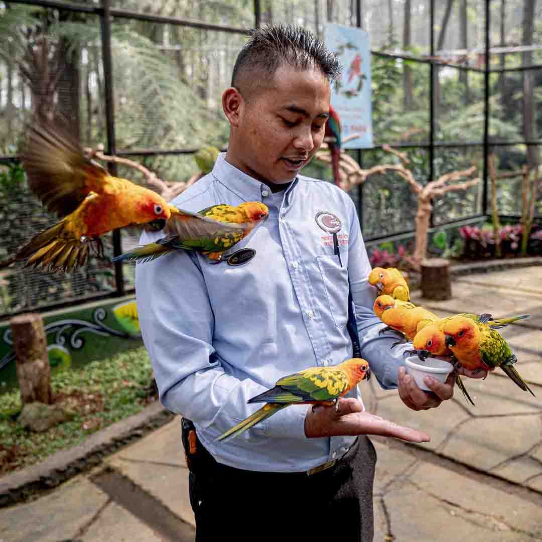 bird park grafika cikol