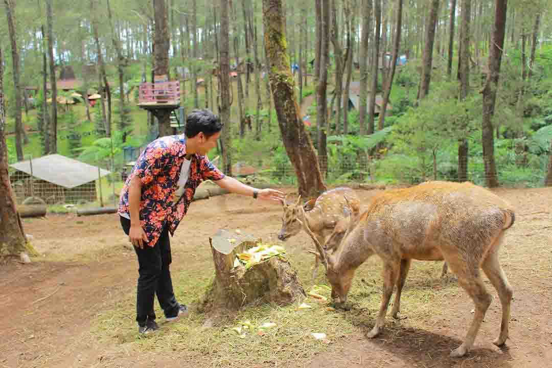 memberi makan rusa