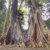 pohon jodoh