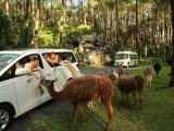 taman safari prigen