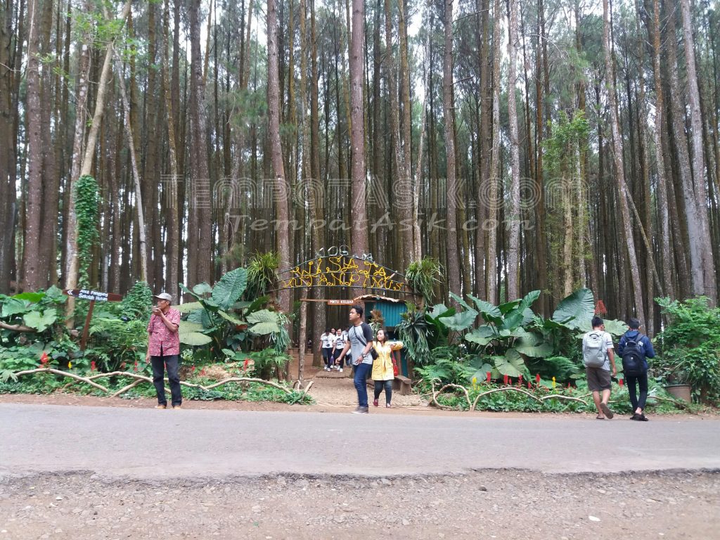 pintu masuk hutan pinus mangunan