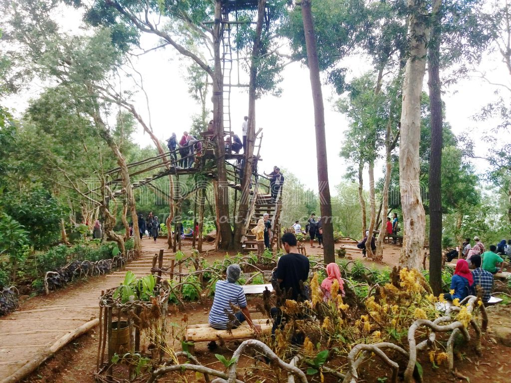 rumah pohon di hutan pinus mangunan