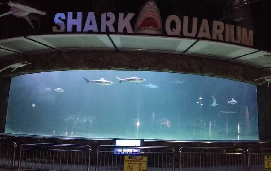 shark aquarium seaworld ancol