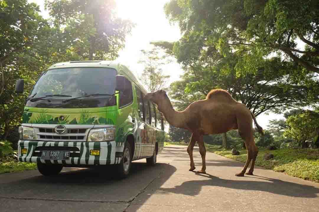 safari bus